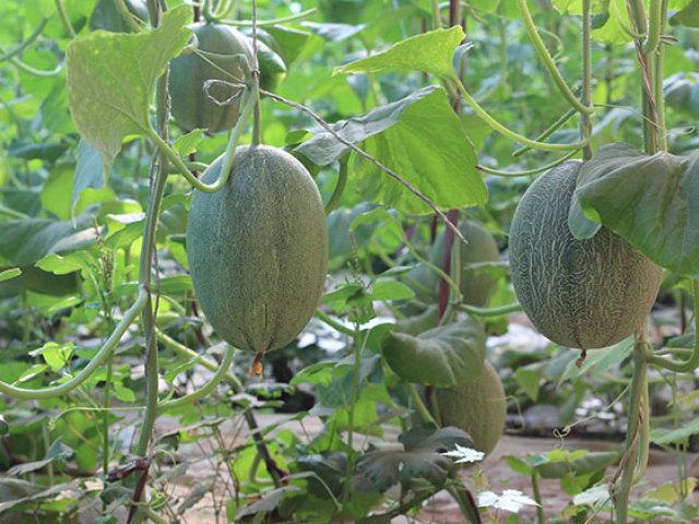 哈密瓜是什么季节的？