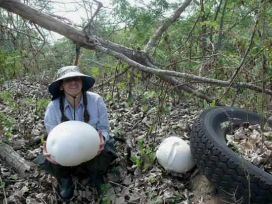 白色圆圆的蘑菇叫什么，白色圆圆的蘑菇叫什么名字