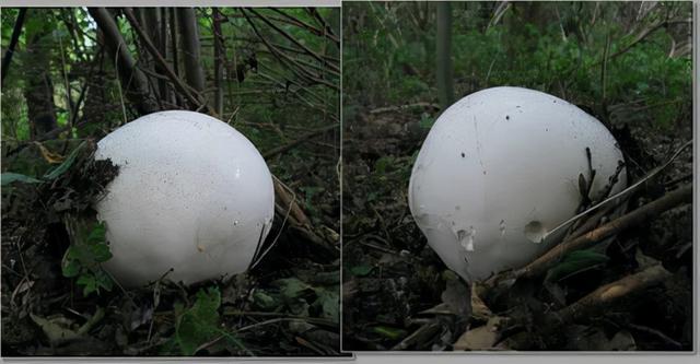 白色圆圆的蘑菇叫什么，白色圆圆的蘑菇叫什么名字