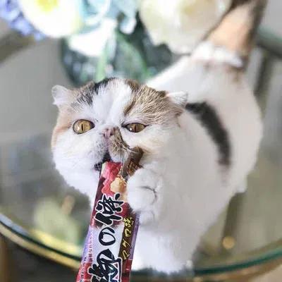 猫咪为什么吃生面团，每天喂猫条好不好