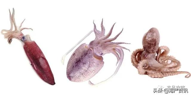 像墨鱼比墨鱼小的是什么鱼，章鱼和鱿鱼是同一种吗