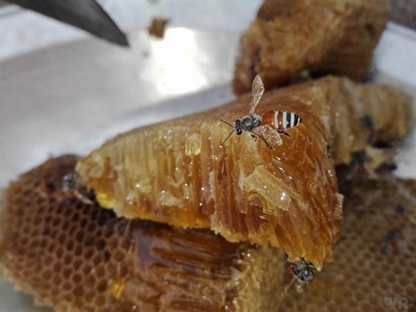 芝麻核桃粉什么时候吃最好，黑芝麻加核桃加蜂蜜吃有什么作用