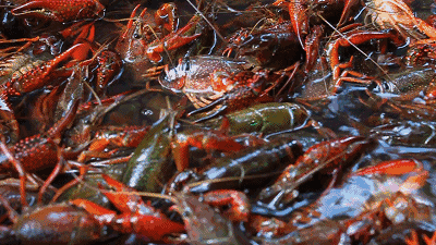 吃麻辣小龙虾不能吃什么，减肥可以吃小龙虾肉吗