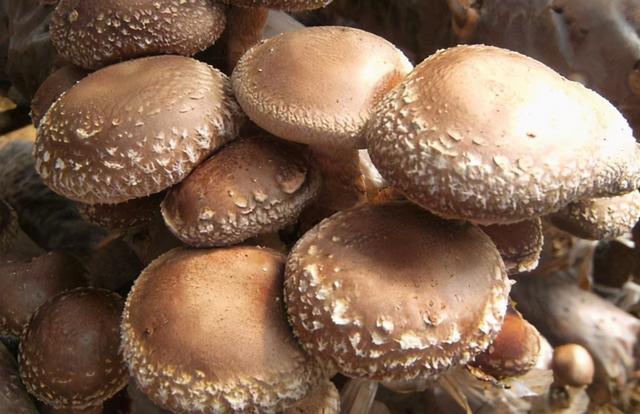香菇对人体有什么好处，小香菇的作用与功效