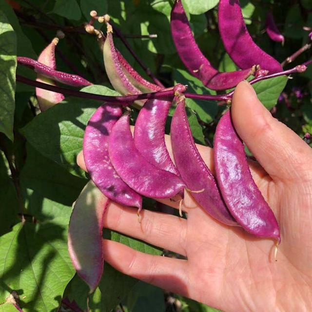 紫色的张的跟豆角似的是什么，白扁豆与紫扁豆的区别