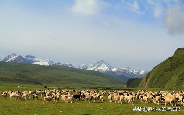 新疆羊肉为什么好吃，新疆的羊肉为什么好吃