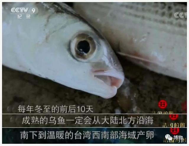 红鲻鱼是什么鱼，只吃鱼肉不吃其他肉