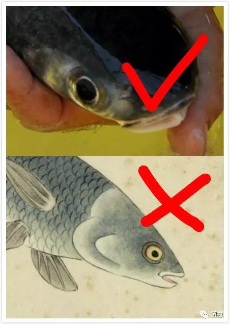 红鲻鱼是什么鱼，只吃鱼肉不吃其他肉