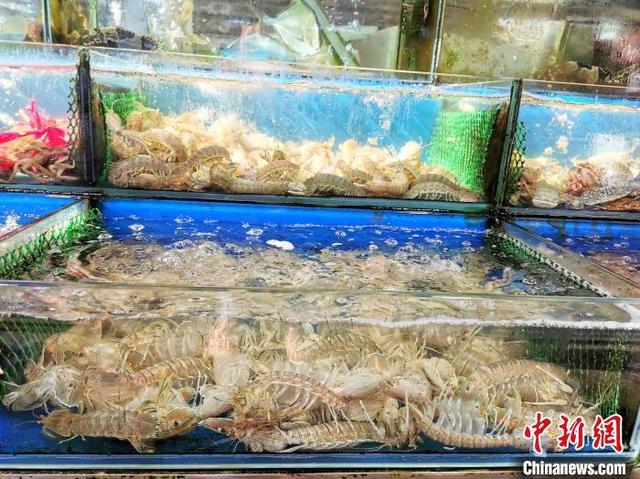 濑尿虾为什么无肉，濑尿虾为什么死了没有肉