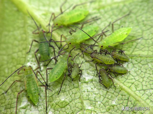 香草香素是什么，白蚜虫用什么农药