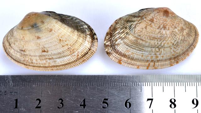 长长的贝壳是什么海鲜，海鲜种类蛏子