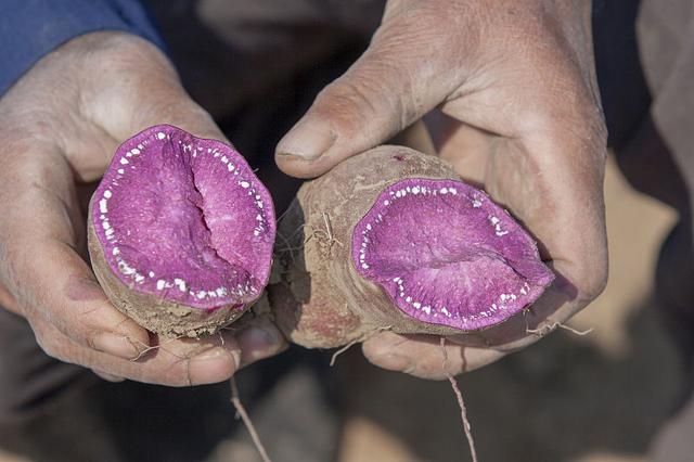 紫薯须注意些什么，紫薯的高产种植技术