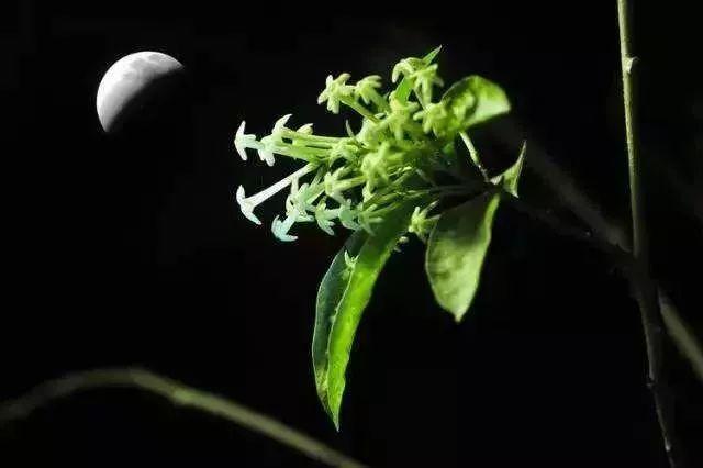 夜香花又名什么，驱蚊植物有用吗