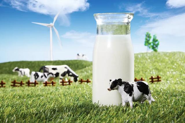 什么是黑白奶，A2奶成风口，为什么完达山黑沃牛奶更值得买？