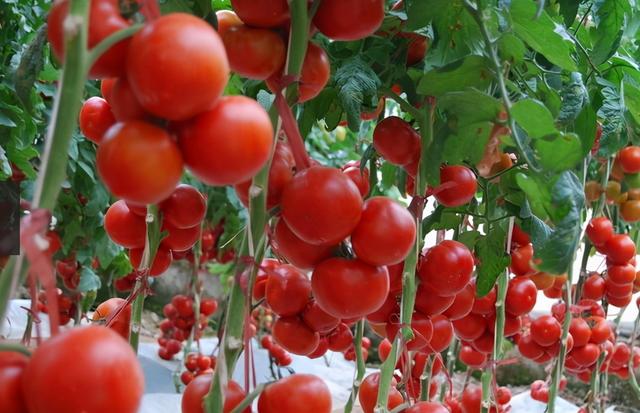 吃西红柿有什么困难吗，现在的西红柿为什么没有小时候的味道