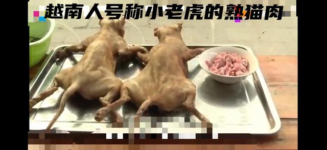 猫肉有什么作用，中国人为什么不吃猫肉