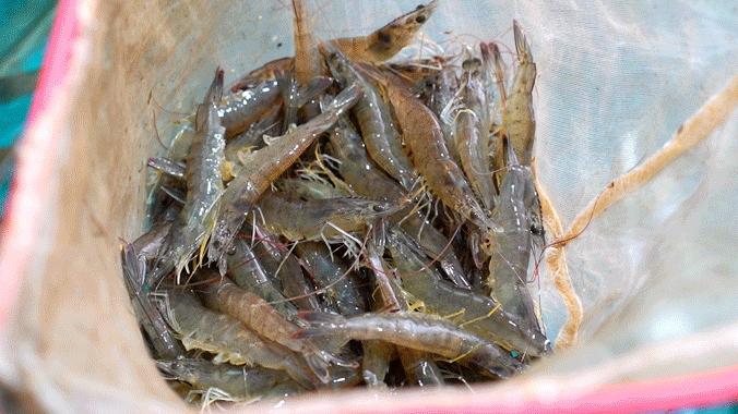 濑尿虾为什么无肉，顺德虾炳海鲜