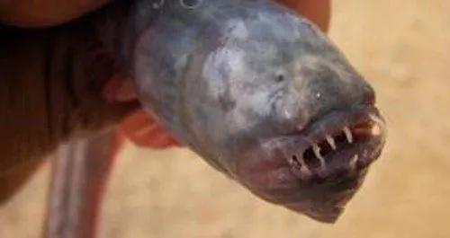 碟鱼头是什么鱼，像人脸的鱼
