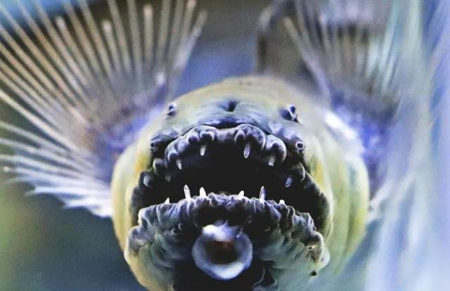 碟鱼头是什么鱼，像人脸的鱼