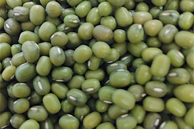 为什么绿豆苗发芽过久发臭呢，我们种过的绿豆芽